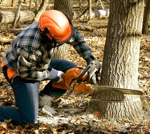 Tree Removal in Helvetia, WV